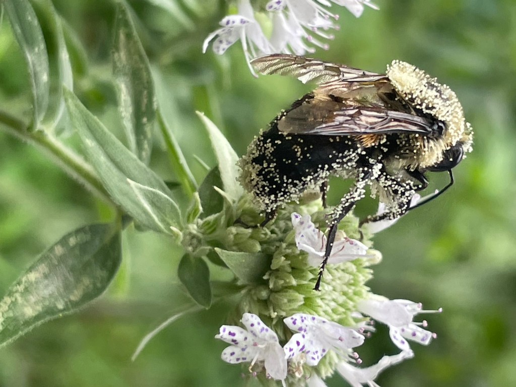 Building a Thriving Ecosystem at Home